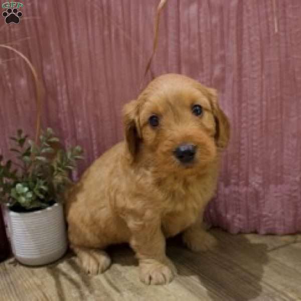 Theo, Mini Goldendoodle Puppy